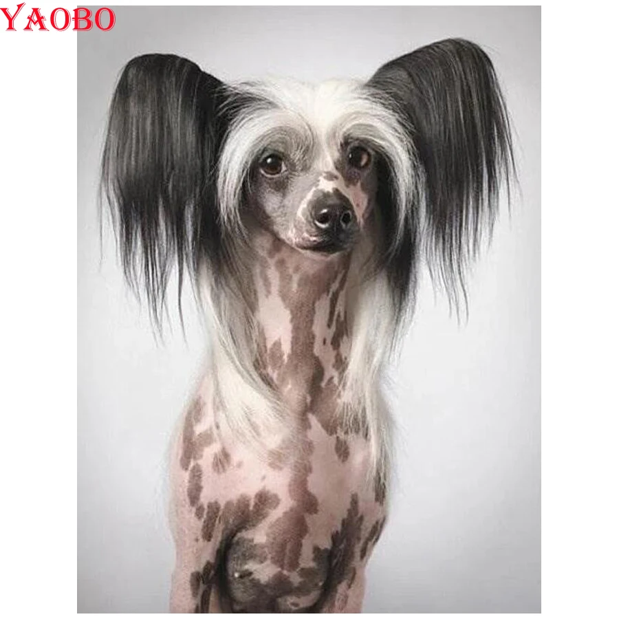 full Square/round 5d Diy Diamond Painting cross stitch Chinese Crested Dog Diamond Embroidery animal Diamond Mosaic Home Decor
full Square/round 5d Diy Diamond Painting cross stitch Chinese Crested Dog Diamond Embroidery animal Diamond Mosaic Home Decor