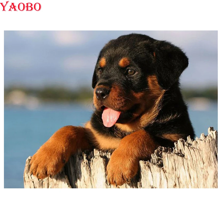5D Cross-Stitch Kits Diamond Painting Rottweiler dog cute dog DIY Diamond Mosaic paintings Rhinestone Embroidery diamond mazayka
5D Cross-Stitch Kits Diamond Painting Rottweiler dog cute dog DIY Diamond Mosaic paintings Rhinestone Embroidery diamond mazayka