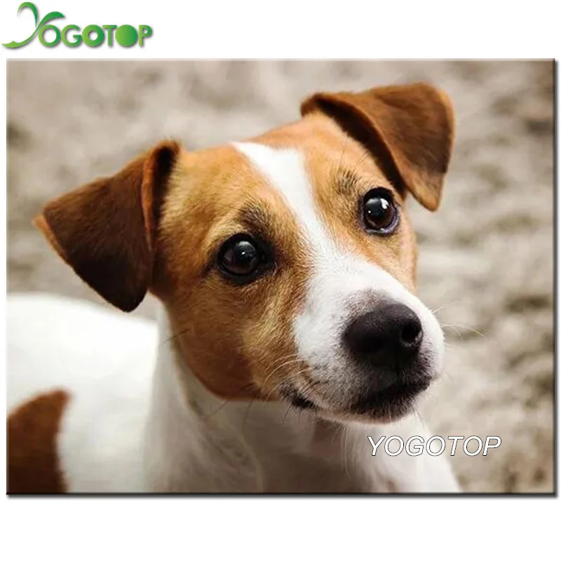 YOGOTOP DIY Diamond Embroidery"jack russell terrier"5d Full Square Diamond Painting,Cross Stitch,round Drill Mosaic pet YY454
YOGOTOP DIY Diamond Embroidery"jack russell terrier"5d Full Square Diamond Painting,Cross Stitch,round Drill Mosaic pet YY454