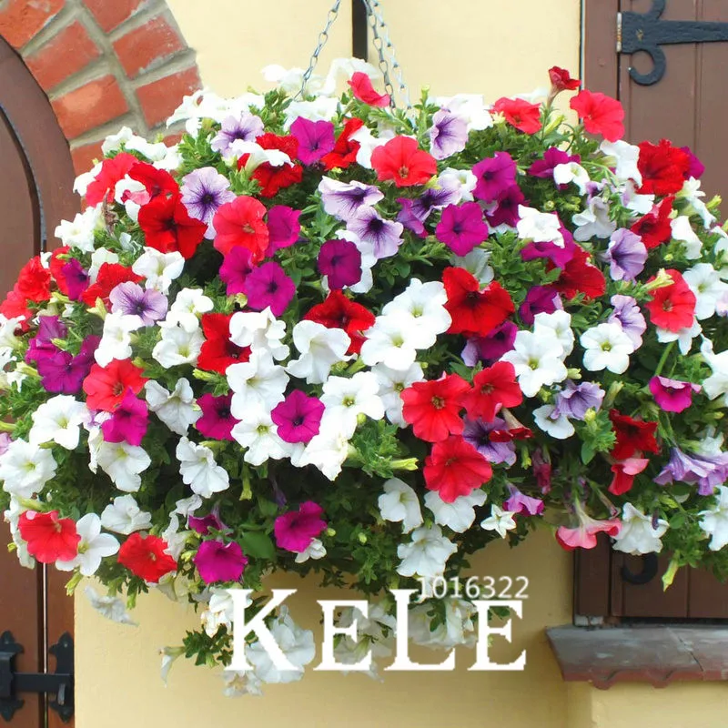Promotion!50 Pcs/bag Petunia Plants Mix Petunia Hybrida Garden Home Bonsai Balcony Flower Petunia flower Plantas,#2ZBVE0
Promotion!50 Pcs/bag Petunia Plants Mix Petunia Hybrida Garden Home Bonsai Balcony Flower Petunia flower Plantas,#2ZBVE0
