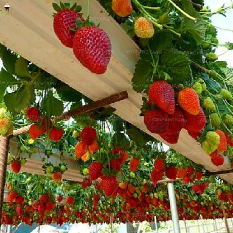 100 Pcs Milk Strawberry plants 100% True Potted flower bonsai Rare Indoor Organic Fruits plants In Home Garden Diy Plantas
100 Pcs Milk Strawberry plants 100% True Potted flower bonsai Rare Indoor Organic Fruits plants In Home Garden Diy Plantas