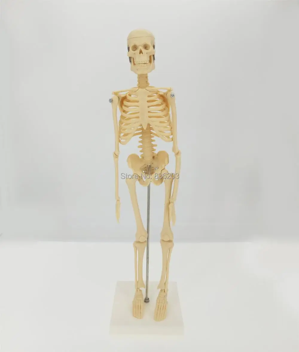 

1/4 Life Size human anatomy Full Body 45cm esqueleto skeleton odontologia anatomical model anatomia medical trauma instruments