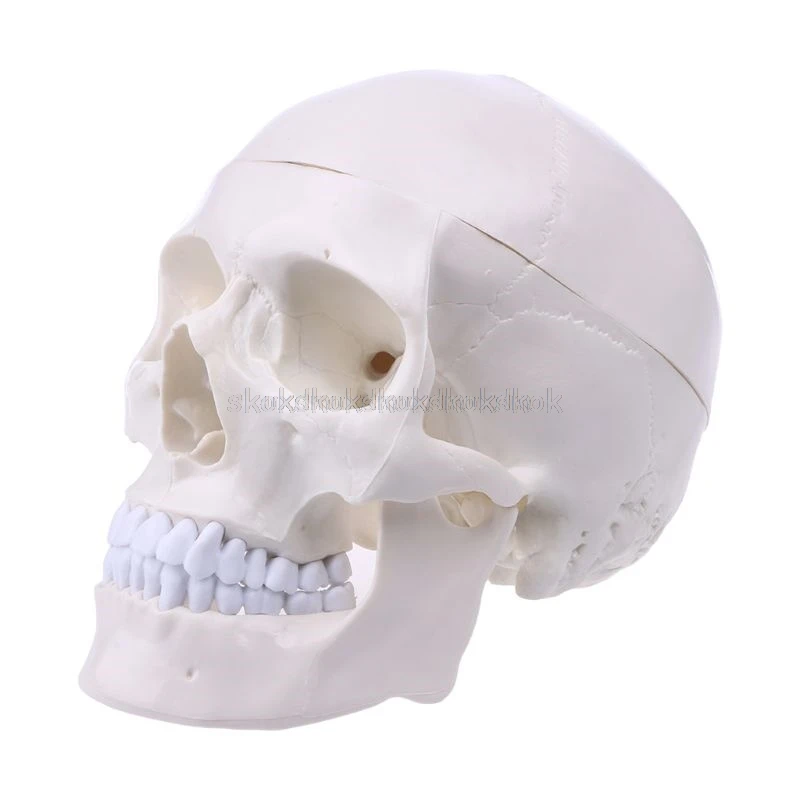 Human Anatomical Anatomy Head Skeleton Skull Teaching Model School Supplies Study Tool Mr25 19 dropship
Human Anatomical Anatomy Head Skeleton Skull Teaching Model School Supplies Study Tool Mr25 19 dropship