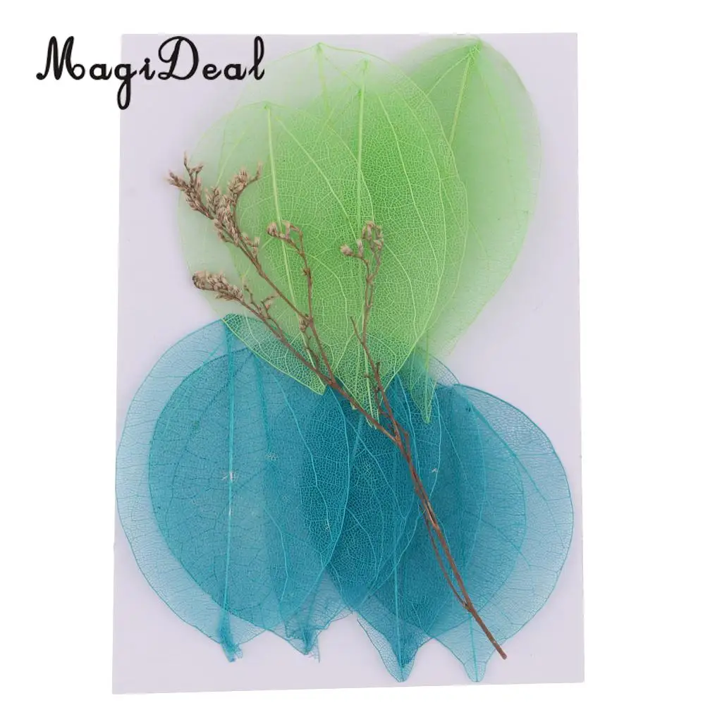 10Pcs Mixed Pressed Dried Real Magnolia Skeleton Leaves for Scrapbooking Embellishments, Candles, Cards Making, Bookmarks
10Pcs Mixed Pressed Dried Real Magnolia Skeleton Leaves for Scrapbooking Embellishments, Candles, Cards Making, Bookmarks