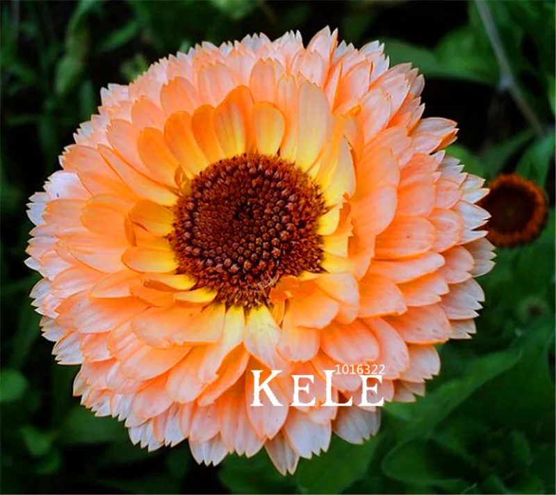 100 Pcs/Pack New Arrival!Calendula Pink Surprise Flower bonsai Rare Color Amazing Beautiful DIY Home Garden Flower
100 Pcs/Pack New Arrival!Calendula Pink Surprise Flower bonsai Rare Color Amazing Beautiful DIY Home Garden Flower