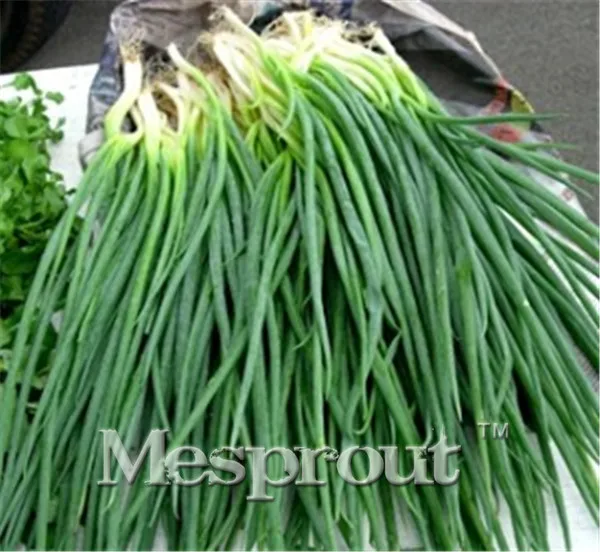 Hot Sale! Four Seasons Small Shallot Bonsai, Delicious Jardin Vegetable Bonsai Sementes da fruta - 200PCS
Hot Sale! Four Seasons Small Shallot Bonsai, Delicious Jardin Vegetable Bonsai Sementes da fruta - 200PCS