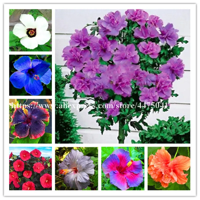 Lowest Price! 120 Pcs Hibiscus Rosa-Sinensis Perennial Flower Bonsai Big Blooms Use 10-12 Inch Flowers 21 Kinds Colorful Garden
Lowest Price! 120 Pcs Hibiscus Rosa-Sinensis Perennial Flower Bonsai Big Blooms Use 10-12 Inch Flowers 21 Kinds Colorful Garden