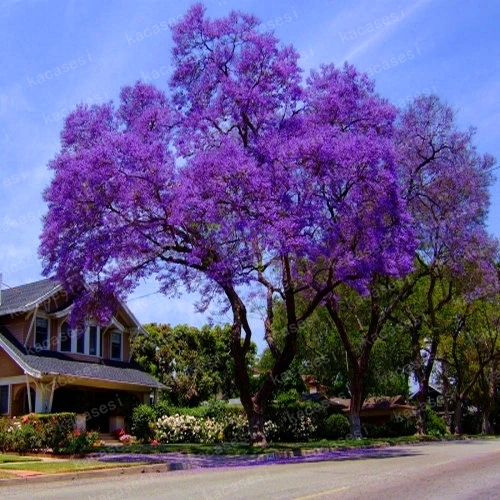 100 pcs bonsai paulownia , Royal Empress Tree (Paulownia tomentosa), ourdoor plants flower home garden pot plants
100 pcs bonsai paulownia , Royal Empress Tree (Paulownia tomentosa), ourdoor plants flower home garden pot plants