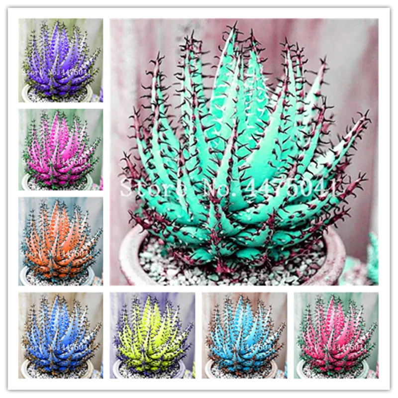 50pcs Colorful Aloe Vera Plantas,Edible Beauty Ornamental Cosmetic Bonsai Plants For Home And Garden,Easy To Grow Free Shipping
50pcs Colorful Aloe Vera Plantas,Edible Beauty Ornamental Cosmetic Bonsai Plants For Home And Garden,Easy To Grow Free Shipping