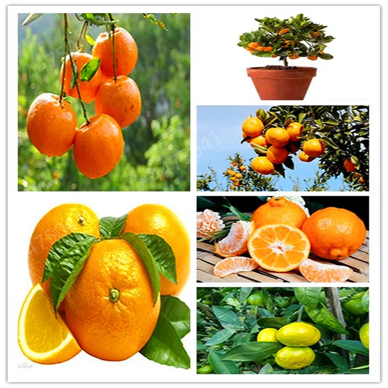 30pcs Orange Bonsai Tree Full Organic Sweet Fruit Lush Edible Bonsai Dwarf Tree Perennial Plants For Home Garden Potted Plants
30pcs Orange Bonsai Tree Full Organic Sweet Fruit Lush Edible Bonsai Dwarf Tree Perennial Plants For Home Garden Potted Plants