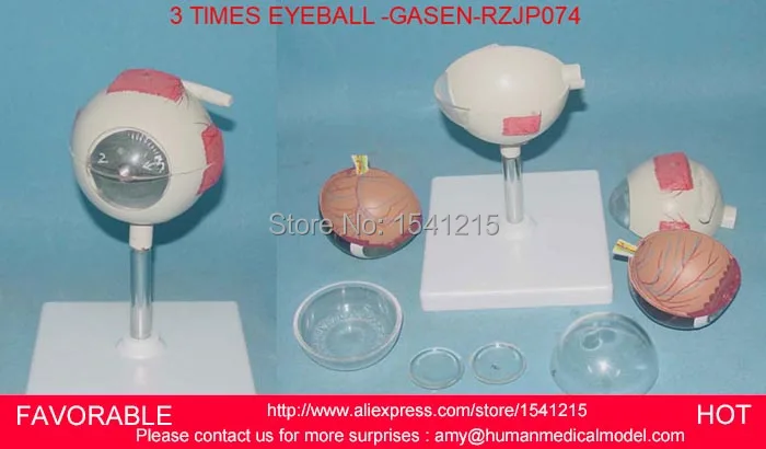 MEDICAL ANATOMY MODEL 3X LIFE-SIZE 6-PARTS EYES ANATOMICAL MODEL, EAR-EYE-NOSE-THROAT MODELS EYE MODELS-GASEN-RZJP074
MEDICAL ANATOMY MODEL 3X LIFE-SIZE 6-PARTS EYES ANATOMICAL MODEL, EAR-EYE-NOSE-THROAT MODELS EYE MODELS-GASEN-RZJP074