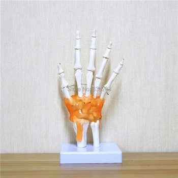Human life size hand joint traumatic pistol skeleton trauma medical instruments anatomy Anatomical Science Teaching model
Human life size hand joint traumatic pistol skeleton trauma medical instruments anatomy Anatomical Science Teaching model