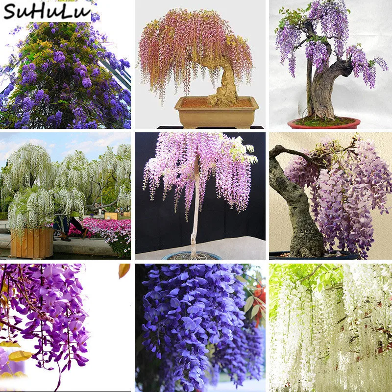 10 Pcs / Bag Chinese Wisteria Flower Purple Yellow White Pink Wisteria Pots Plant Climb Rattan Flowers Bonsai For Home & Garden
10 Pcs / Bag Chinese Wisteria Flower Purple Yellow White Pink Wisteria Pots Plant Climb Rattan Flowers Bonsai For Home & Garden