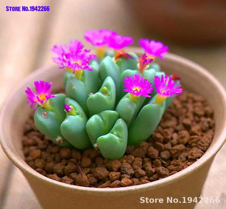 100pcs Lithops bonsai Living Stones Flower Succulent Cactus Organic Plant Home Garden Indoor Plants Flowers Flowers Ground Cover 
100pcs Lithops bonsai Living Stones Flower Succulent Cactus Organic Plant Home Garden Indoor Plants Flowers Flowers Ground Cover