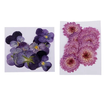 22pcs Pressed Real Daisy Pansy Dried Flowers DIY Floral Decor Embellishment
22pcs Pressed Real Daisy Pansy Dried Flowers DIY Floral Decor Embellishment