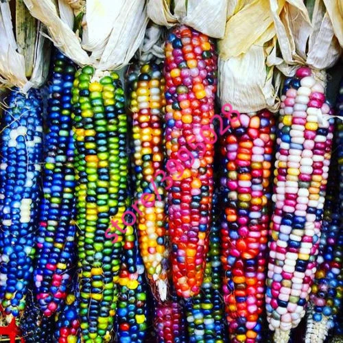20pcs/bag rainbow corn Organic vegetables colorful corn plants Edible bonsai potted plant for home garden
20pcs/bag rainbow corn Organic vegetables colorful corn plants Edible bonsai potted plant for home garden