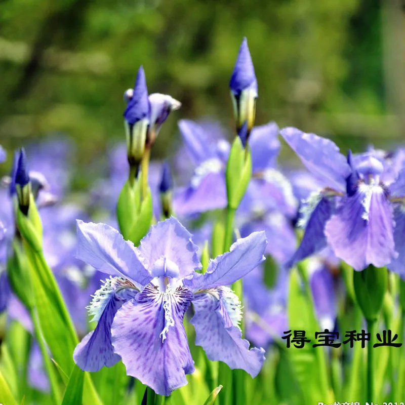 Plant Plants Aquatic Butterfly Flowers Iris bonsai Potted Plants 4 Seasons Easy To Plant 100pcs
Plant Plants Aquatic Butterfly Flowers Iris bonsai Potted Plants 4 Seasons Easy To Plant 100pcs