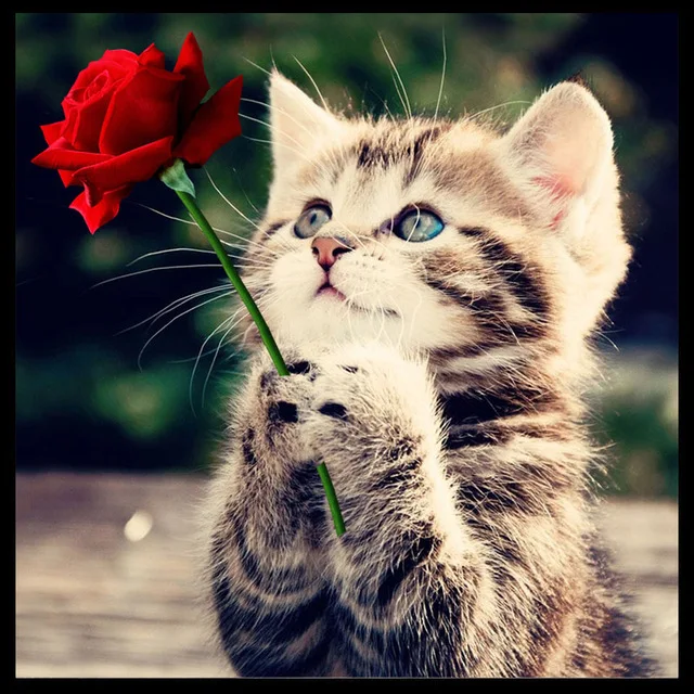5d diy Diamond Painting Cross Stitch Flower Cat round embroidery Rose animal Mosaic Home Decor 30x30cm
5d diy Diamond Painting Cross Stitch Flower Cat round embroidery Rose animal Mosaic Home Decor 30x30cm