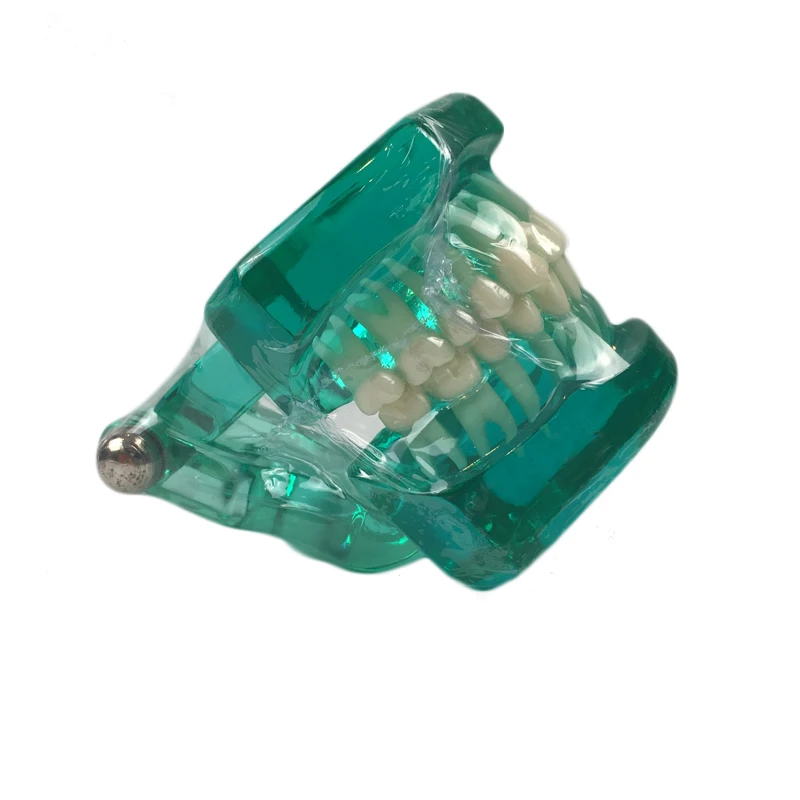 Blue clear color Orthodontic teeth models dental education model jaws Teeth and Jaw Models denture teaching class study
Blue clear color Orthodontic teeth models dental education model jaws Teeth and Jaw Models denture teaching class study
