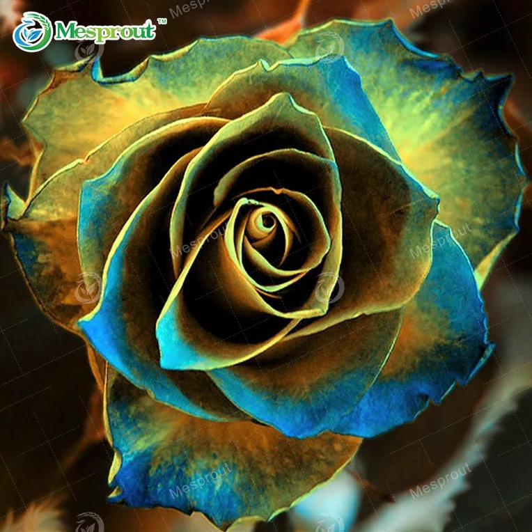 100Pcs Rare Rose Bonsai Black Rose Flower With Red Edge Rare Rose Flowers Bonsai For Garden Bonsai Planting
100Pcs Rare Rose Bonsai Black Rose Flower With Red Edge Rare Rose Flowers Bonsai For Garden Bonsai Planting