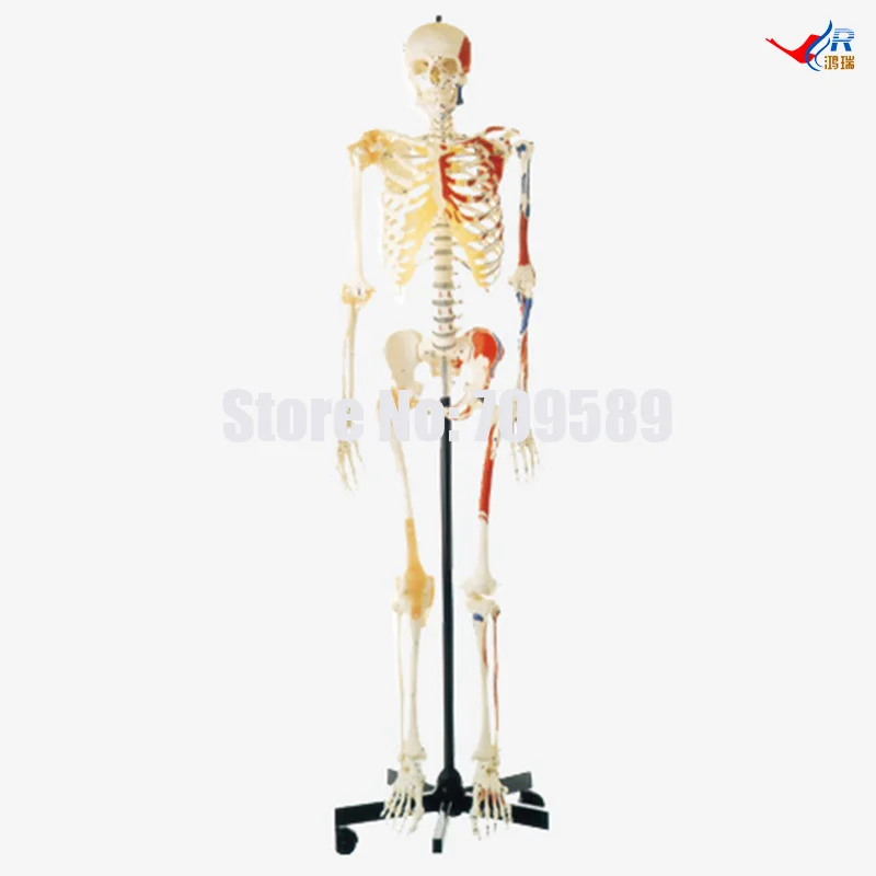 Human Skeleton with One-side Painted Muscles(Female), PVC education skeleton
Human Skeleton with One-side Painted Muscles(Female), PVC education skeleton