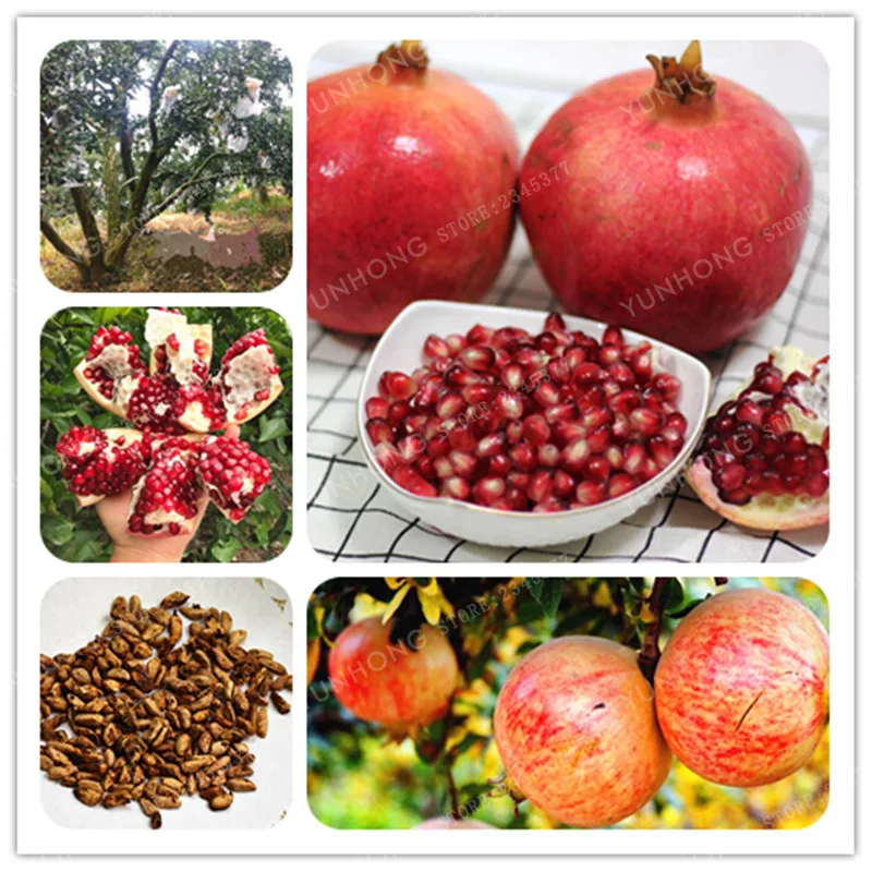 20 Pcs/ Bag Pomegranate Bonsai Very Sweet Delicious Fruit Bonsai Succulents Tree Punica Granatum Bonsai For Home Garden
20 Pcs/ Bag Pomegranate Bonsai Very Sweet Delicious Fruit Bonsai Succulents Tree Punica Granatum Bonsai For Home Garden