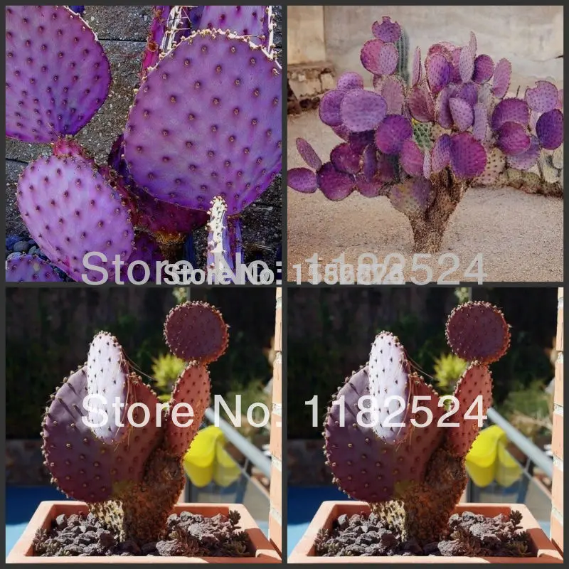 50pcs - Opuntia Violacea Santa Rita cactus Plants Semillas ~Violet prickly pear tuna (C0011)
50pcs - Opuntia Violacea Santa Rita cactus Plants Semillas ~Violet prickly pear tuna (C0011)