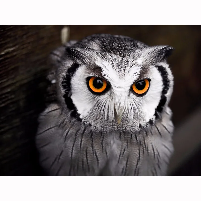 YIKEE diamond mosaic owl 5D DIY Diamond Embroidery Mosaic Picture Of Rhinestone Decoration Home h1583
YIKEE diamond mosaic owl 5D DIY Diamond Embroidery Mosaic Picture Of Rhinestone Decoration Home h1583