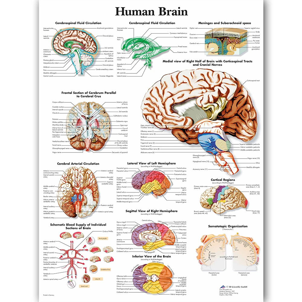 WANGART Human Head Chart Poster Map Canvas Painting Wall Pictures for Medical Education Doctors Office Classroom Home Decor
WANGART Human Head Chart Poster Map Canvas Painting Wall Pictures for Medical Education Doctors Office Classroom Home Decor
