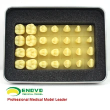 Tooth engraving tooth shape dental model teaching
Tooth engraving tooth shape dental model teaching