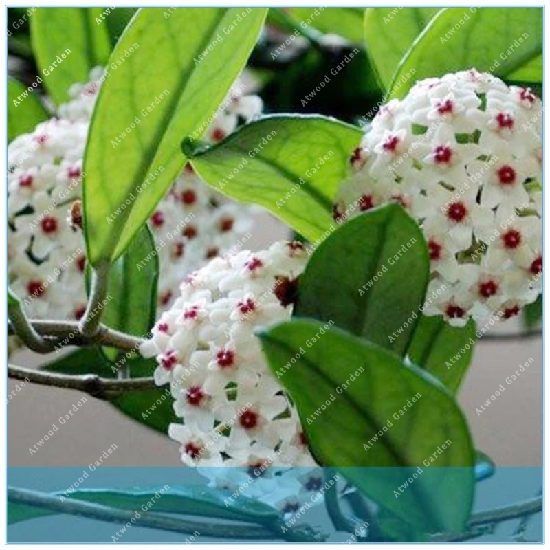 100PCS Orchid Ball Rare Ball Orchid Flower Perennial Plant Hoya Carnosa Bonsai Flower Perennial Garden Plant
100PCS Orchid Ball Rare Ball Orchid Flower Perennial Plant Hoya Carnosa Bonsai Flower Perennial Garden Plant