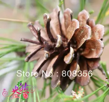 50Pcs Decorations Natural Pinecone Dry Pine Cones Pinecone Christmas Tree Ornaments
50Pcs Decorations Natural Pinecone Dry Pine Cones Pinecone Christmas Tree Ornaments