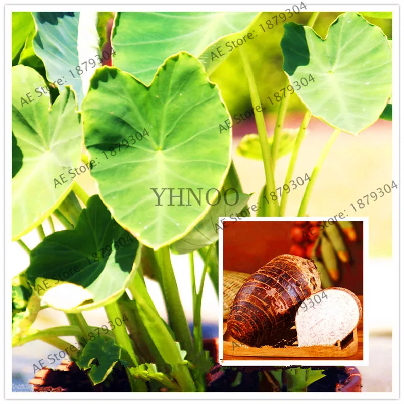 Rare Green Giant Taro bonsai 100 Pcs Heirloom Macrorrhiza Perennial Flowers Elephant Ears Ornamental Leaves Edible Root Vegetabl
Rare Green Giant Taro bonsai 100 Pcs Heirloom Macrorrhiza Perennial Flowers Elephant Ears Ornamental Leaves Edible Root Vegetabl