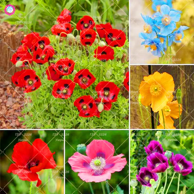 100PCS Beautiful Blue Poppy bonsai plant Perennial Garden Bonsai Flower plant Courtyard Balcony Potte Planting
100PCS Beautiful Blue Poppy bonsai plant Perennial Garden Bonsai Flower plant Courtyard Balcony Potte Planting