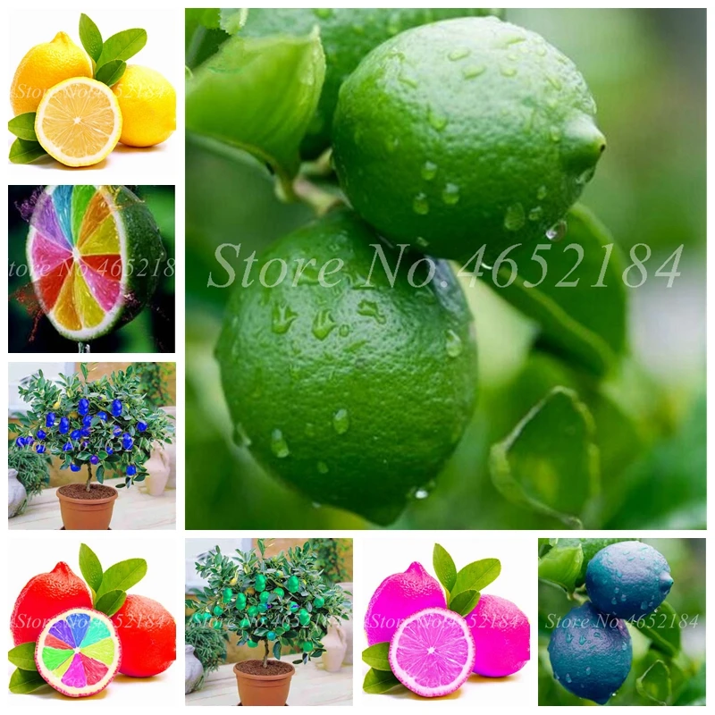 20 Pcs Bonsai Lemon Potted Edible Tangerine Citrus Fruit Dwarf Lemon Tree Indoor Plant For Home Garden Planting Easy to Grow
20 Pcs Bonsai Lemon Potted Edible Tangerine Citrus Fruit Dwarf Lemon Tree Indoor Plant For Home Garden Planting Easy to Grow