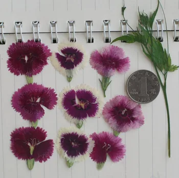 120pcs Pressed Dried Dianthus Chinensis Flower Plant Herbarium For Jewelry Postcard Phone Case Bookmark Craft DIY Accessories
120pcs Pressed Dried Dianthus Chinensis Flower Plant Herbarium For Jewelry Postcard Phone Case Bookmark Craft DIY Accessories