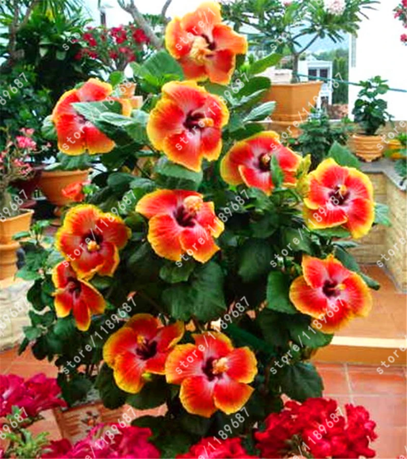 200pcs/bag hibiscus flower seeds hibiscus seed bonsai flower seeds 24 Colors to choose plant for home garden
200pcs/bag hibiscus flower seeds hibiscus seed bonsai flower seeds 24 Colors to choose plant for home garden