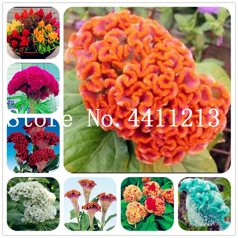 Cockscomb Bonsai 150 Pcs Mixing DIY Home Garden Flower Plants Rare Flower Sementes De Flores The Budding Rate 95%
Cockscomb Bonsai 150 Pcs Mixing DIY Home Garden Flower Plants Rare Flower Sementes De Flores The Budding Rate 95%