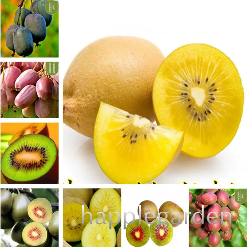 Sale 200 Pcs Mini Kiwi Fruit,Thumb Kiwi bonsai,Bonsai Organic Heirloom Vegetable Fruit Planta, Rare Potted Plant for Home Garden
Sale 200 Pcs Mini Kiwi Fruit,Thumb Kiwi bonsai,Bonsai Organic Heirloom Vegetable Fruit Planta, Rare Potted Plant for Home Garden