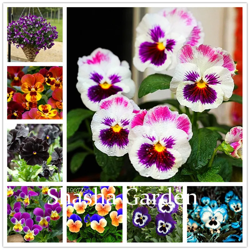 100 pcs/ bag Bonsai Pansy Flower Mix Color Blooming Wavy Viola Tricolor Flore Outdoor Potted Plants DIY Home & Garden Decor
100 pcs/ bag Bonsai Pansy Flower Mix Color Blooming Wavy Viola Tricolor Flore Outdoor Potted Plants DIY Home & Garden Decor