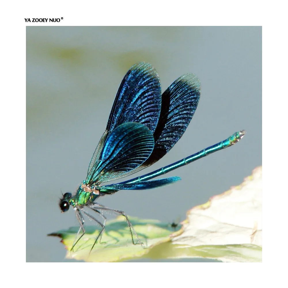 DIY 5D Diamond Painting Cross Stitch Square Mosaic Diamond Embroidery dragonfly Needlework Patterns Rhinestone Paintings YU27
DIY 5D Diamond Painting Cross Stitch Square Mosaic Diamond Embroidery dragonfly Needlework Patterns Rhinestone Paintings YU27