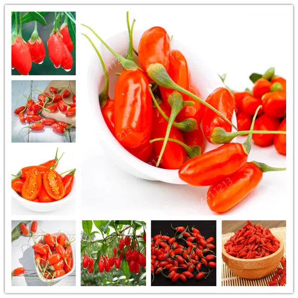 100Pcs Goji Berry Chinese Wolfberry Bonsai Herbs Bonsai Potted Plants Home Garden Outdoor House Plants, Most Popular Heathy
100Pcs Goji Berry Chinese Wolfberry Bonsai Herbs Bonsai Potted Plants Home Garden Outdoor House Plants, Most Popular Heathy