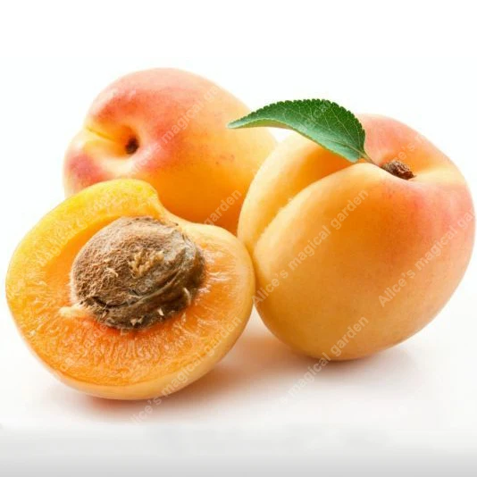 ZLKING 2 Pcs Delicious Apricot Tree Bonsai Perennial Plants For Home & Garden /package
ZLKING 2 Pcs Delicious Apricot Tree Bonsai Perennial Plants For Home & Garden /package