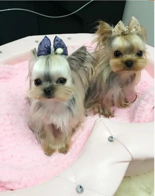 New Pet Products Dog Grooming Bows Dog Crown Hair Accessories Tulle Pet Dog Bow Clips 12pc/lot
New Pet Products Dog Grooming Bows Dog Crown Hair Accessories Tulle Pet Dog Bow Clips 12pc/lot