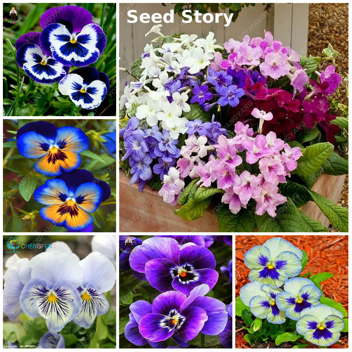 50Pcs Bonsai Violet Rare African Flower For Garden For Viewing Evening-Scented Stock Violet Perennial Herb Indoor Plants
50Pcs Bonsai Violet Rare African Flower For Garden For Viewing Evening-Scented Stock Violet Perennial Herb Indoor Plants