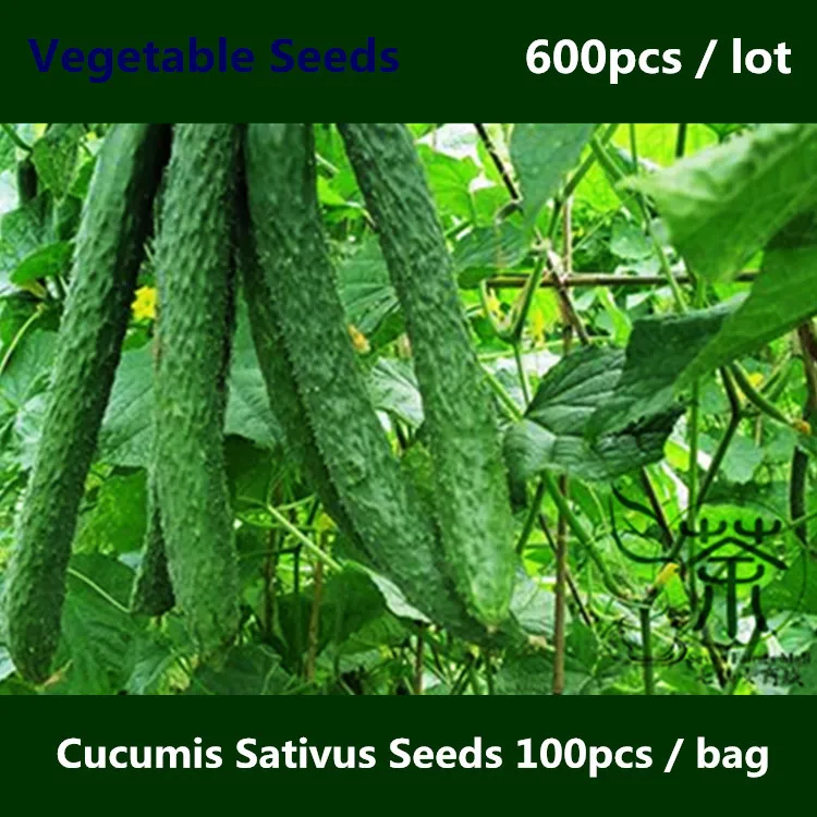 Image Mini Garden Cucumis Sativus Seeds 600pcs, A Fashion Health Food Culinary Vegetable Seeds, Nutritional Value Rich Cucumber Seeds