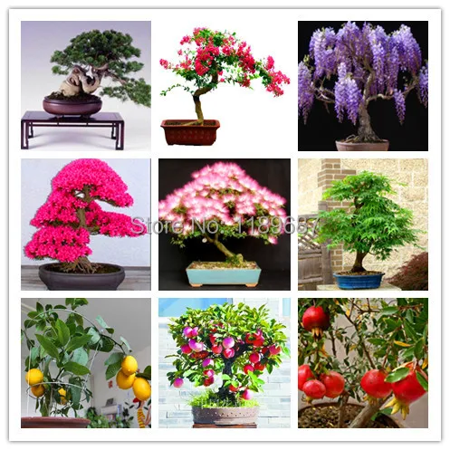 9 popular bonsai tree total more than 100 pcs/bag mini bonsai Premium Bonsai Package send gift free shipping
9 popular bonsai tree total more than 100 pcs/bag mini bonsai Premium Bonsai Package send gift free shipping