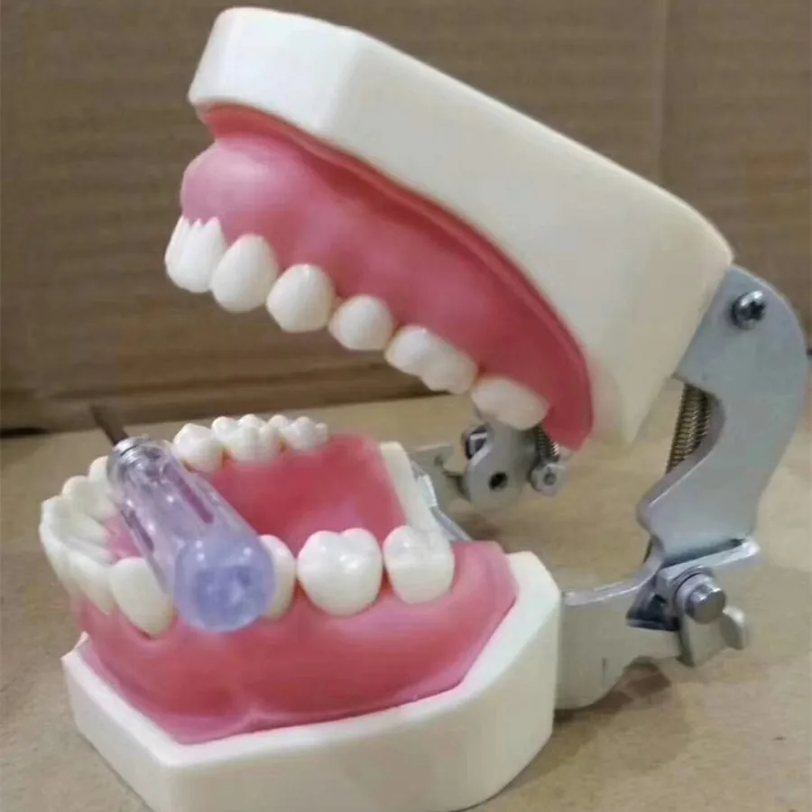 100% High Quality Model Dental Universal Plate Type Removable Teeth Study Tooth Model Yellow Color
100% High Quality Model Dental Universal Plate Type Removable Teeth Study Tooth Model Yellow Color