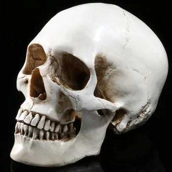 1:1 Simulation Resin Skull Model for School Medical Study Resources Skeleton Skull Mold Home Halloween Decoration Kids Toys Gift
1:1 Simulation Resin Skull Model for School Medical Study Resources Skeleton Skull Mold Home Halloween Decoration Kids Toys Gift