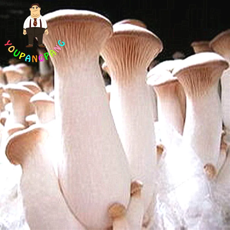 100pcs Pleurotus eryngii bonsai, green healthy mushroom bonsai, delicious vegetable bonsai, rare big mushrooms
100pcs Pleurotus eryngii bonsai, green healthy mushroom bonsai, delicious vegetable bonsai, rare big mushrooms
